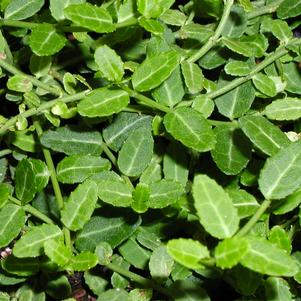 Euonymus fortuneii 'Kewensis'