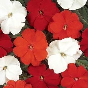 Impatiens x hybrida 