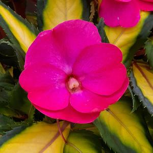 Impatiens x hybrida 'SAKIMP037'