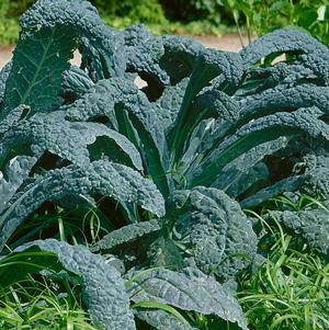 Brassica oleracea 'Lacinato'