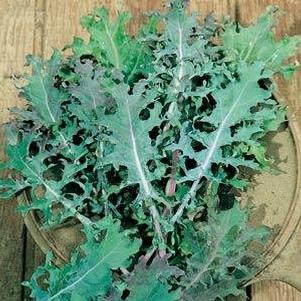 Brassica oleracea 