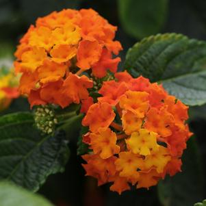 Lantana camara 'Balucraim'