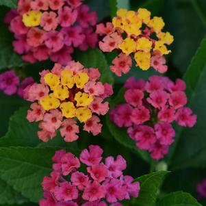 Lantana camara 'UF-1011-2'