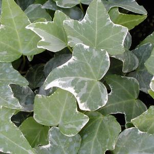 Hedera helix 'Glacier'