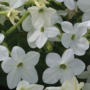 Nicotiana alata 'Starmaker White'