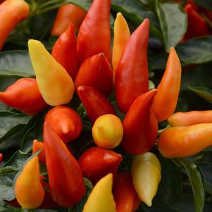 Capsicum annuum 'Blaze'