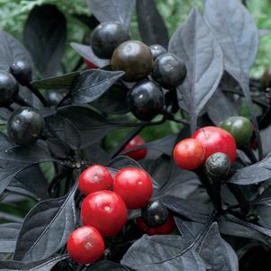 Capsicum annuum 'Onyx Red™'