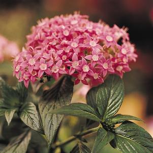 Pentas lanceolata 'PAS2208'