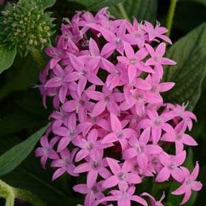 Penta lanceolata 'PAS1141432'