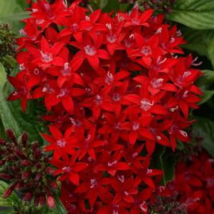 Penta lanceolata 'PAS1231189'