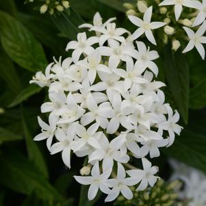 Penta lanceolata 'PAS1284142'