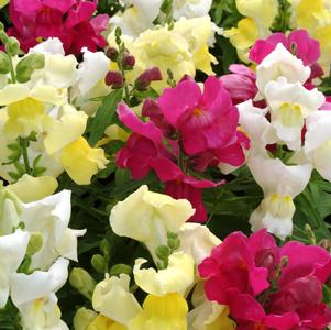 Antirrhinum majus 