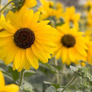 Helianthus hybrida 