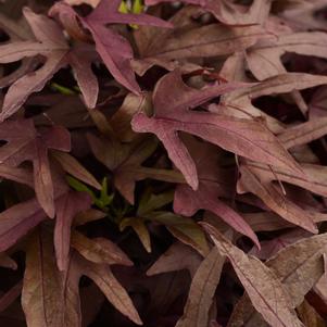 Ipomoea batatas 'Balspotred'