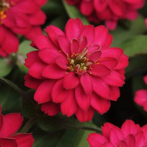 Zinnia marylandica 'PAS1062891'