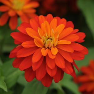 Zinnia marylandica 'PAS719124'