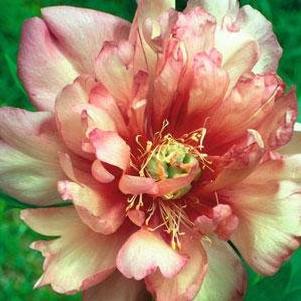 Paeonia itoh 'Julia Rose'