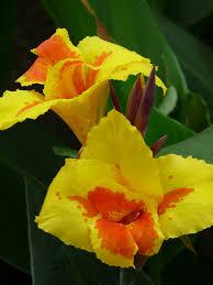 Canna 'Tenerife'