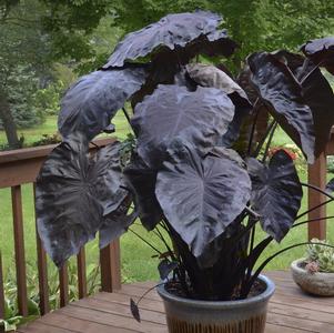 Colocasia esculenta 'Black Coral'