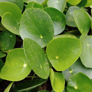 Pilea peperomioides 