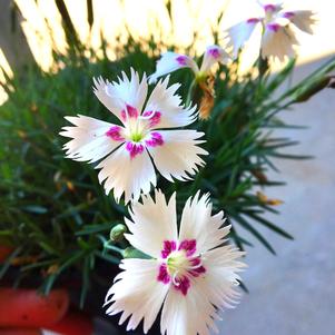 Dianthus hybrida 'KOND1060K1'