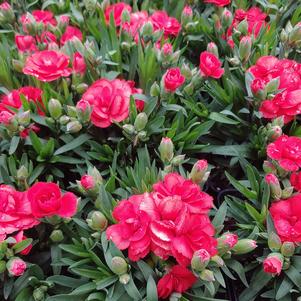 Dianthus caryophyllus 'KLEDP11114'