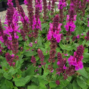 Salvia nemorosa 'Rose Marvel'