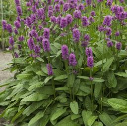 Stachys monieri 'Hummelo'