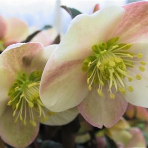 Helleborus x hybridus 'COSEH 940'
