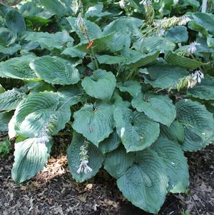 Hosta x 'Ruffles n Ridges'