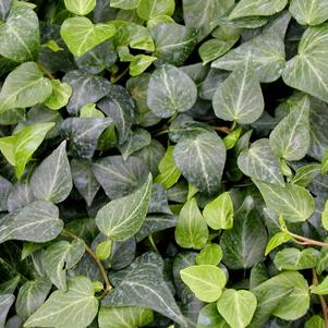 Hedera helix 'Teardrop'