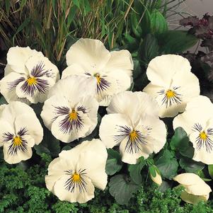 Viola x wittrockiana 'Whiskers White'