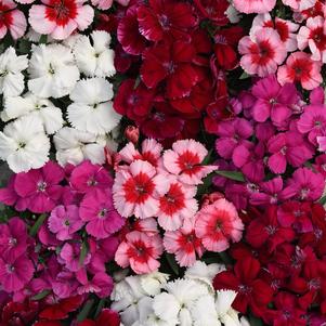 Dianthus chinensis 