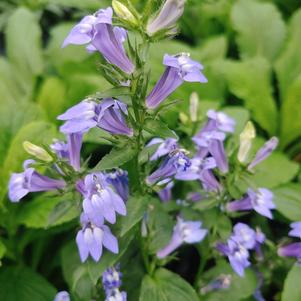 Lobelia siphilitica 