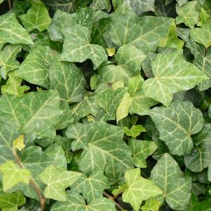 Hedera helix 'Baltica'