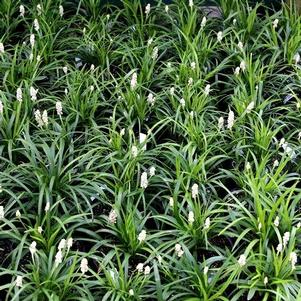 Liriope muscari 'Monroe's White'