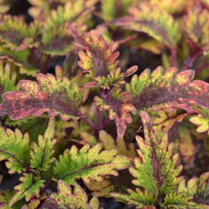 Solenostemon scutellarioides 