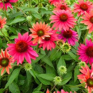 Echinacea x hybrida 'Balsomtresgo'