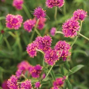 Gomphrena pulchella 'PAST0517E'