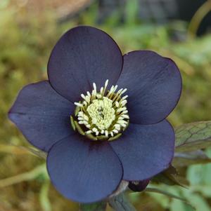 Helleborus x hybridus 'Black Diamond'