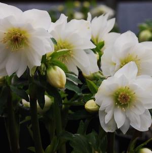 Helleborus x hybridus 