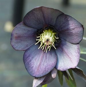 Helleborus x hybridus 