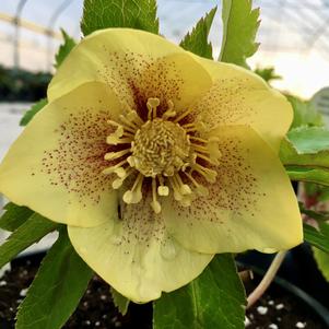 Helleborus x hybridus 