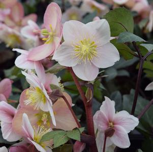 Helleborus x ericsmithii 'COSEH 790'