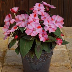 Impatiens x hybrida 'SAKIMP046'