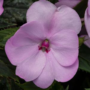 Impatiens x hybrida 'SAKIMP054'