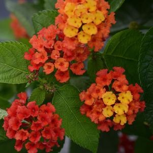 Lantana camara 'UF-1013A-2A'