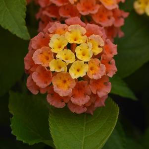 Lantana camara 'Baloomang'