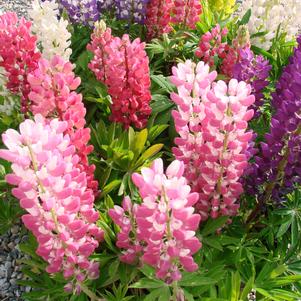 Lupinus polyphyllus 'Gallery Mini Mix'