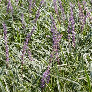 Liriope muscari 'Variegata'